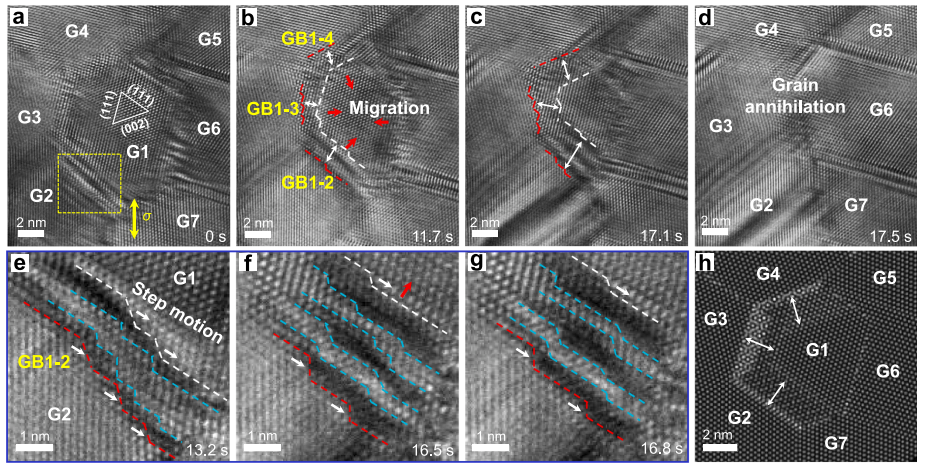 納米多晶樣品中階錯(cuò)環(huán)介導(dǎo)的三維晶界曲面調(diào)整誘導(dǎo)晶粒收縮/湮滅 納米多晶樣品中階錯(cuò)環(huán)介導(dǎo)的三維晶界曲面調(diào)整誘導(dǎo)晶粒收縮/湮滅