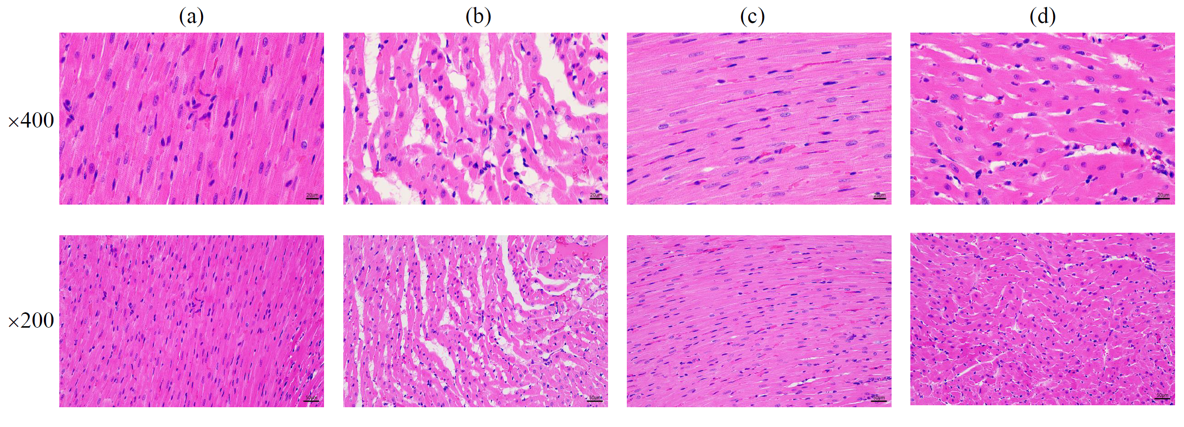 澤攸科技ZEM系列掃描電鏡